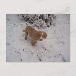 Nova_Scotia_Duck-Tolling_Retriever pup in snow Postcard