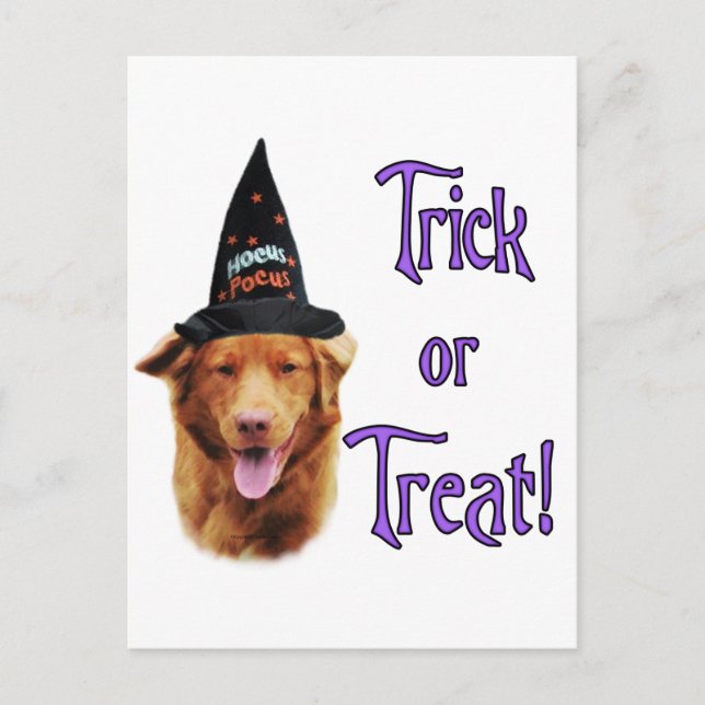 Nova Scotia Duck Tolling Retriever Trick Postcard (Front)