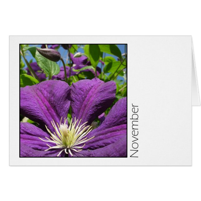 November (Front Horizontal)