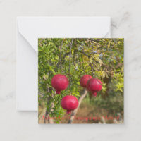 November is Pomegranate Month!