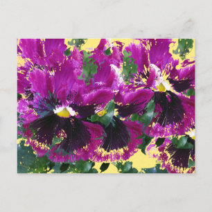November Pansies Postcard