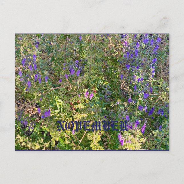 NOVEMBER POSTCARD (Front)