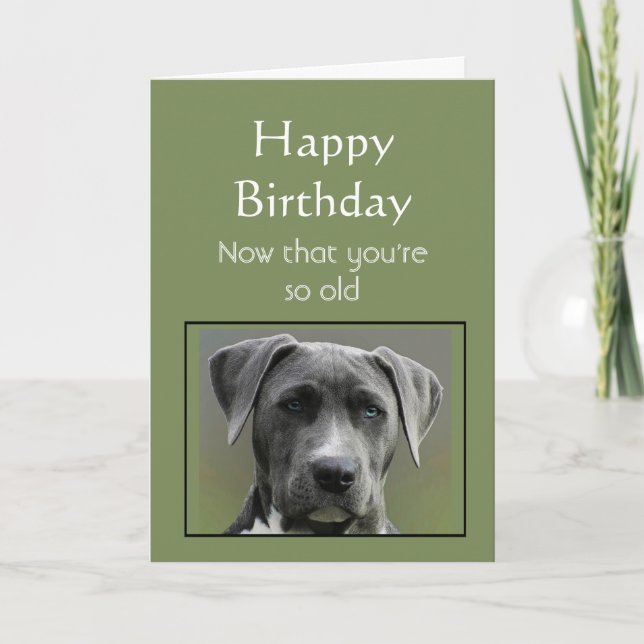 Now that Your Old Humour Happy Birthday Fun Dog Card (Front)