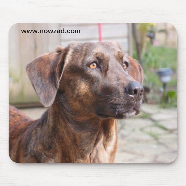Nowzad Rescue Dog Brin Mousepad (Front)