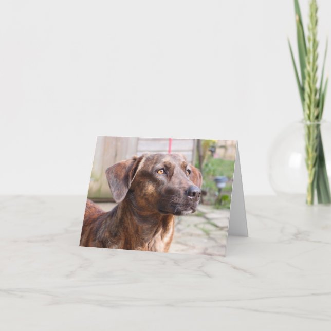 Nowzad Rescue Dog Brin Notecard (Front)