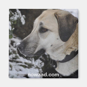 Nowzad Rescue Dog Kilo Magnet