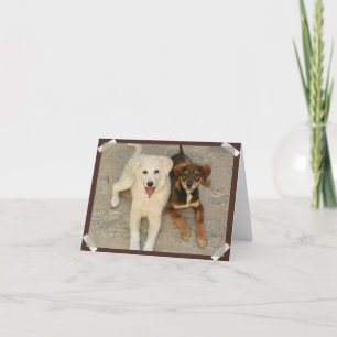 Nowzad Rescue Dogs Notecard