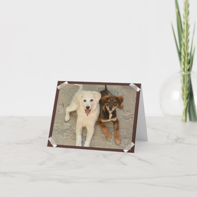 Nowzad Rescue Dogs Notecard (Front)