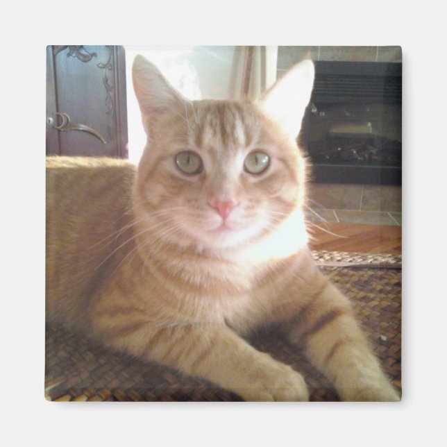 Nubby the cat magnet (Front)