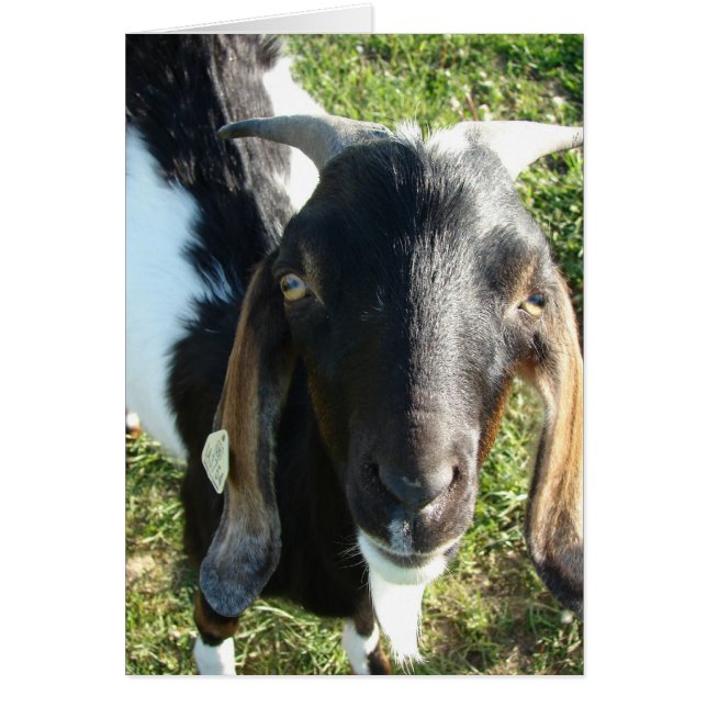 Nubian Billy Goat (Front)