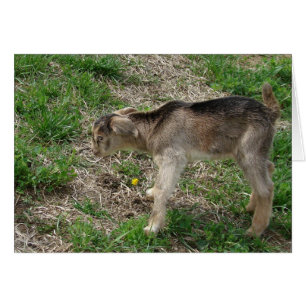 Nubian Billy Kid at One-Day-Old