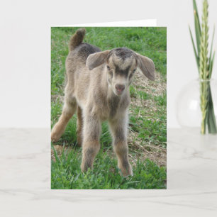 Nubian Billy Kid at One-Day-Old Card