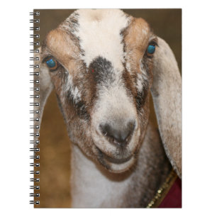 Nubian Dairy Goat Doe White Stripe Caprine Spiral Notebook