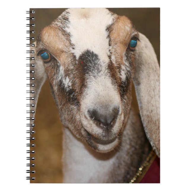 Nubian Dairy Goat Doe White Stripe Caprine Spiral Notebook (Front)