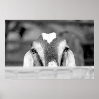 Nubian doe bw peeking over wooden rail.jpg poster