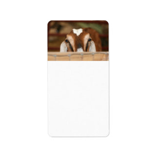 Nubian doe peeking over wooden rail label