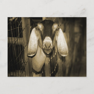 Nubian doe sepia head on getting out of gate postcard