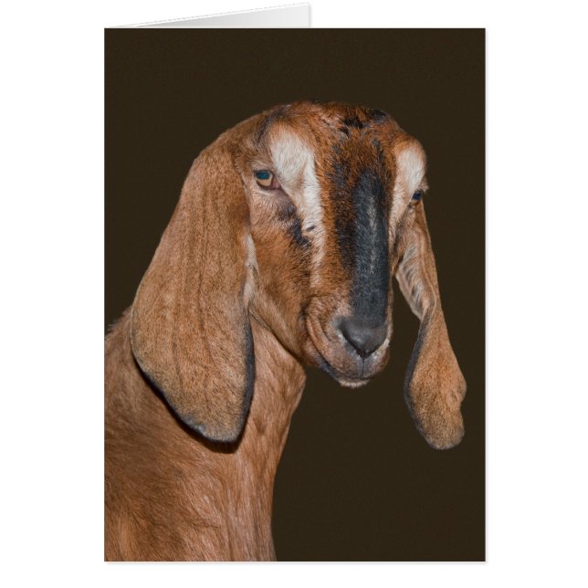 Nubian Goat Card (Front)