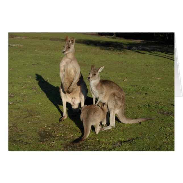 Nuclear 'Roos (Front Horizontal)