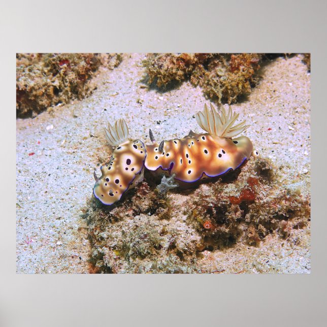 Nudi Pair Poster (Front)