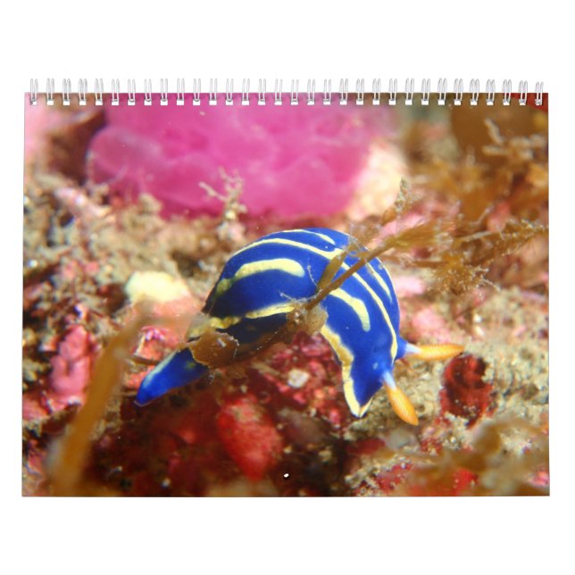 Nudibranch Calendar (Cover)