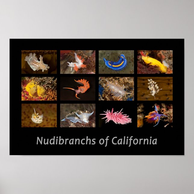 Nudibranchs of California Poster (Front)