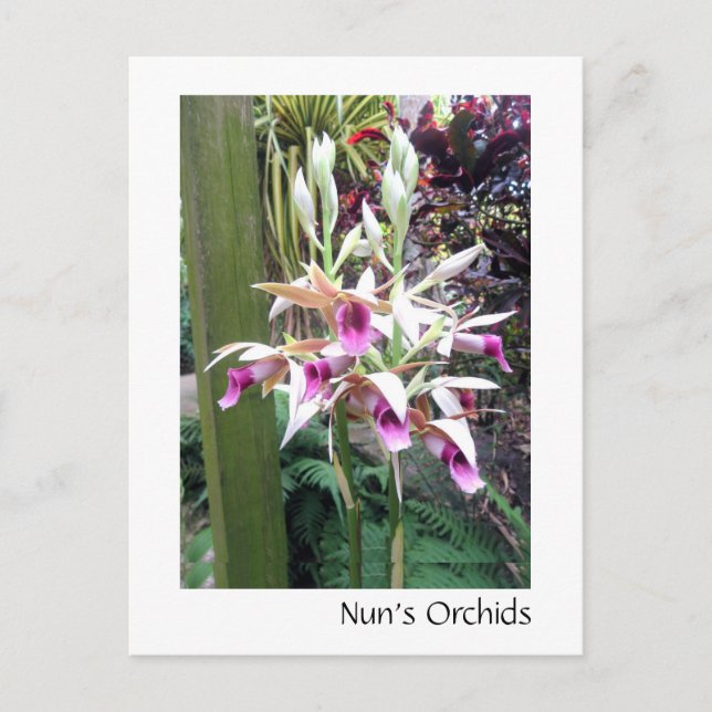Nun's Orchids Postcard (Front)