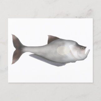Nurseryfish Postcard