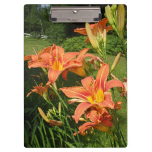 Nurse's Lovely Tiger Lilies in a Garden Clipboard