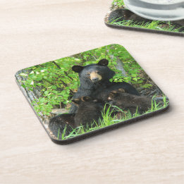 Nursing Black Bear and Twin Cubs Coaster