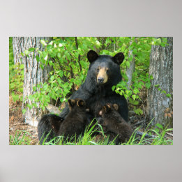 Nursing Black Bear and Twin Cubs Poster