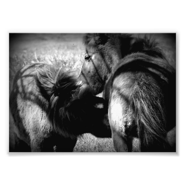 Nursing Filly Photo Print (Front)