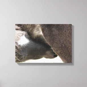 Nursing Foal Canvas Print