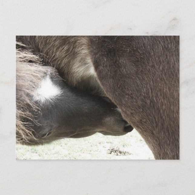 Nursing Mini Foal Postcard (Front)