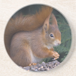 Nut Brunch Coaster