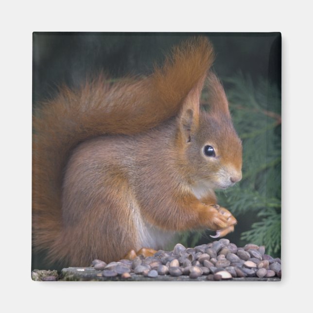 Nut Brunch Magnet (Front)