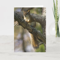 Nut Patrol Birthday Card
