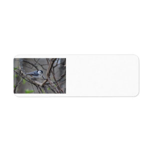 Nuthatch address label