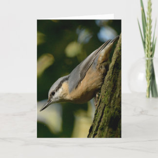 Nuthatch on a tree card