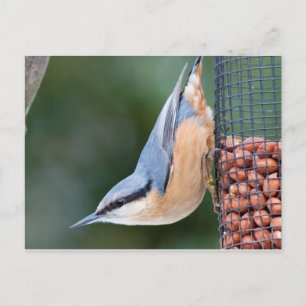 Nuthatch on Feeder Postcard