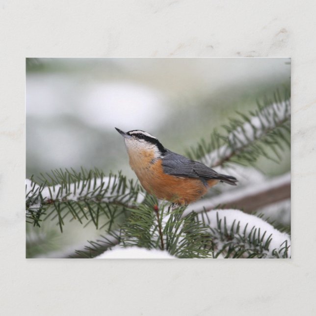 Nuthatch on Snowy Branch in Winter Postcard (Front)