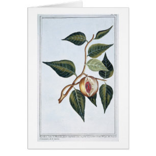 Nutmeg, plate 7, from 'Collection Precieuse et Enl