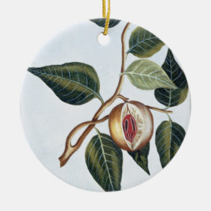Nutmeg, plate 7, from 'Collection Precieuse et Enl Ceramic Tree Decoration