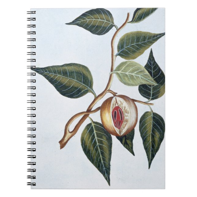 Nutmeg, plate 7, from 'Collection Precieuse et Enl Notebook (Front)