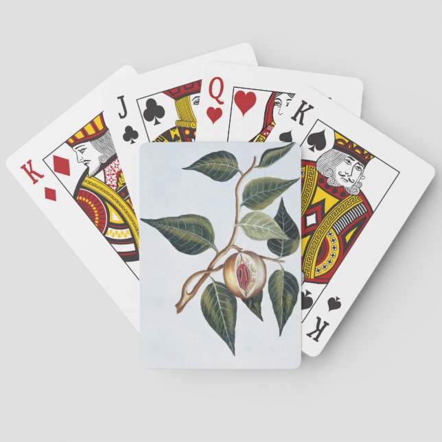 Nutmeg, plate 7, from 'Collection Precieuse et Enl Playing Cards (Back)