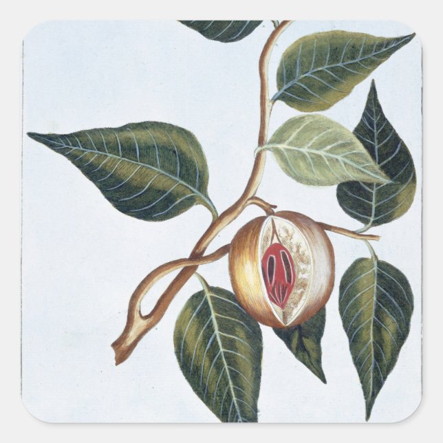 Nutmeg, plate 7, from 'Collection Precieuse et Enl Square Sticker (Front)