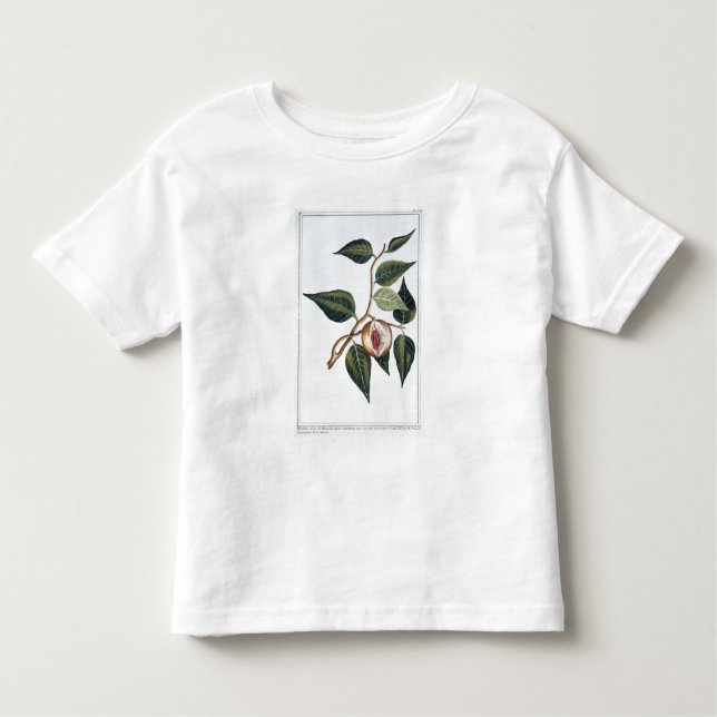 Nutmeg, plate 7, from 'Collection Precieuse et Enl Toddler T-Shirt (Front)