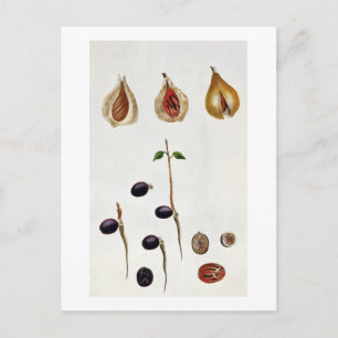 Nutmeg, plate 8, from 'Collection Precieuse et Enl Postcard