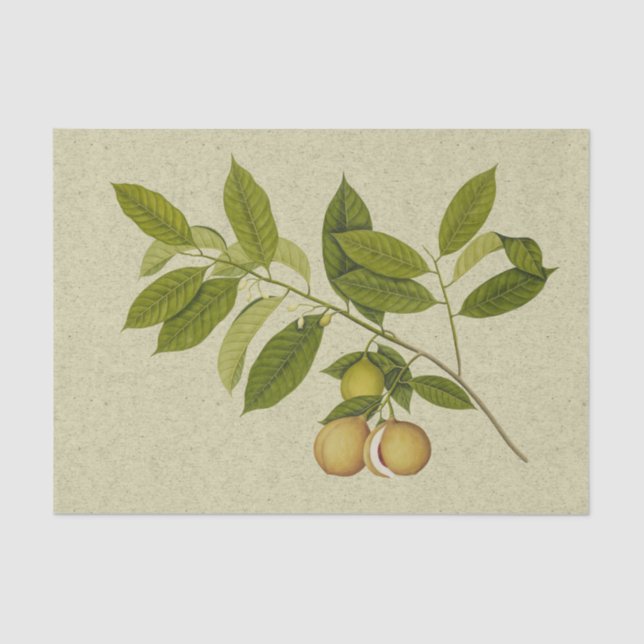 Nutmeg tree botanical print tissue paper (Front)