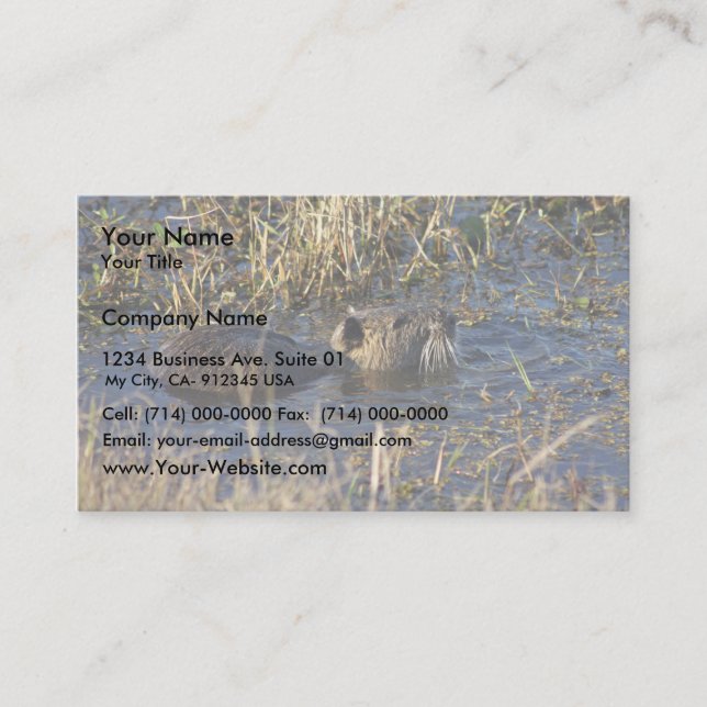 Nutria in water business card (Front)